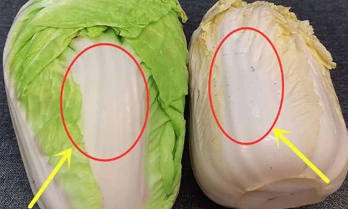 เลือกซื้อผักกาดขาว ควรเลือกใบสีเหลืองหรือใบสีเขียว? มีชนิดหนึ่งทั้งอร่อยและมีประโยชน์