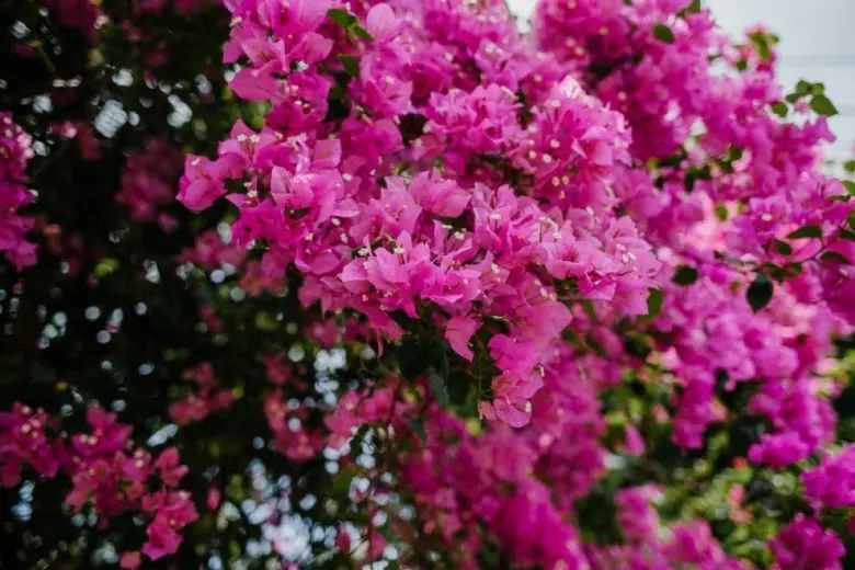 ให้ “ดอกเฟื่องฟ้า” ดื่มน้ำชนิดนี้ – ออกดอกทั้งปี พุ่มแน่น สีสดทุกช่อ!