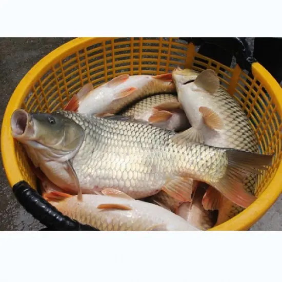 ปลาธรรมดา แต่มีคุณค่าสูง! นักโภชนาการ เผย "ปลาชนิดนี้" ดีไม่แพ้โสม-รังนก ราคาหลักสิบ แต่คนไท
