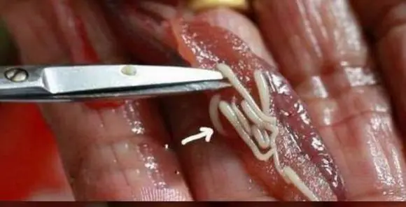แล้วจะขนลุก! 5 ส่วนของหมูที่สกปรกที่สุด แพทย์และคนขายยังไม่กล้ากิน