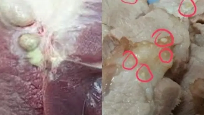 อวัยวะ 2 ส่วนของหมูมีเซลล์มะเร็งจำนวนมาก! แพทย์เตือน “อย่ากินเด็ดขาด”