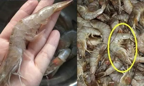 เวลาไปตลาด ควรเลือก “กุ้งตรง” หรือ “กุ้งงอ”? ความแตกต่างระหว่างสองแบบนี้มีมาก แต่คนส่วนให