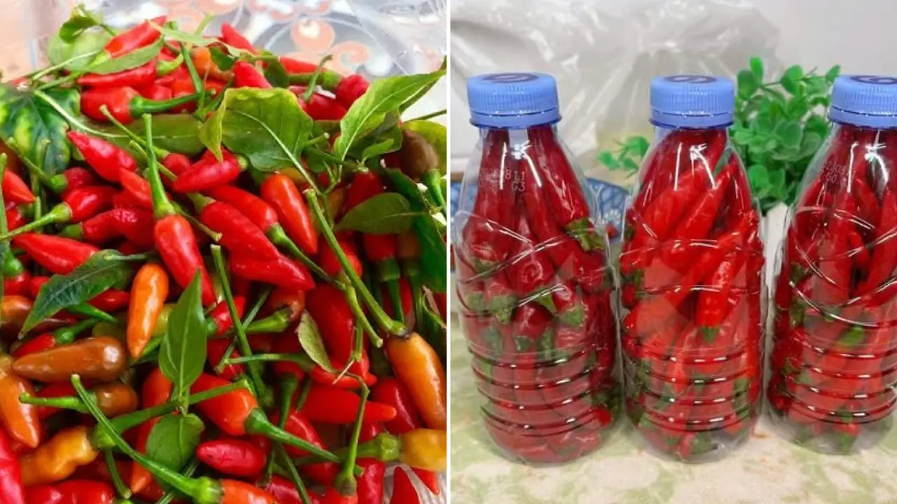 พริกที่ซื้อมาห้ามเอาเข้าตู้เย็นทันที เก็บรักษาแบบนี้จะทำให้พริกสดใหม่ได้นานทั้งปี