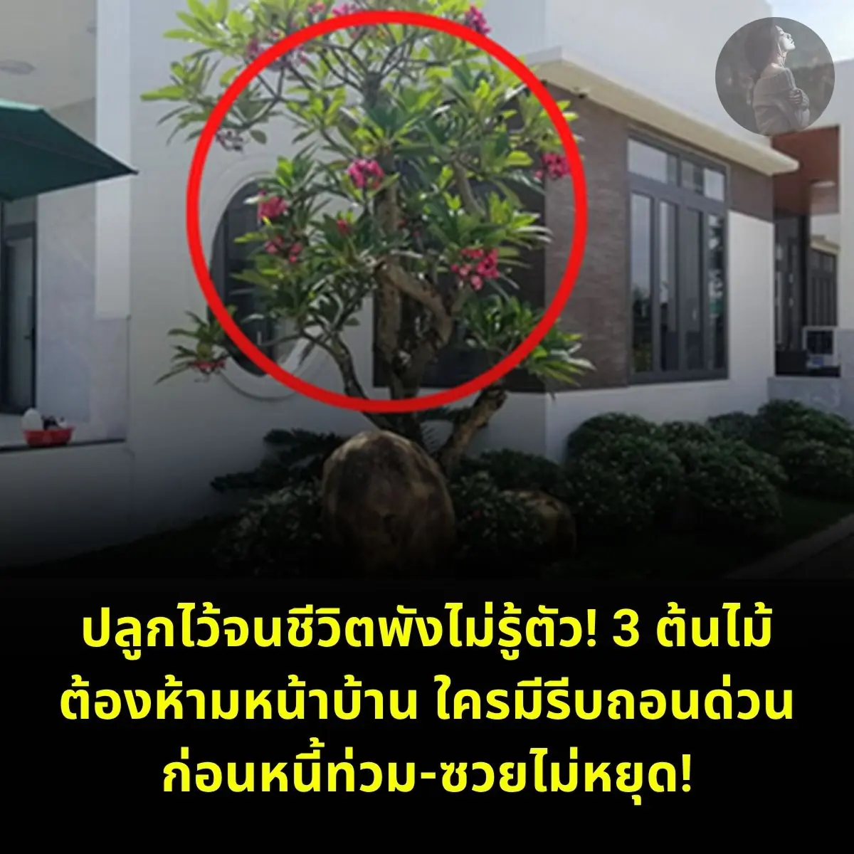 ปลูกไว้จนชีวิตพังไม่รู้ตัว! 3 ต้นไม้ต้องห้ามหน้าบ้าน ใครมีรีบถอนด่วน ก่อนหนี้ท่วม-ซวยไม่ห