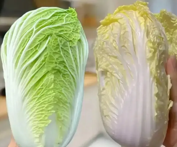 ผักกาดขาวสีเขียวหรือผักกาดขาวสีเหลือง แบบไหนดีกว่ากัน? ความแตกต่างมีมากกว่าที่คุณคิด!