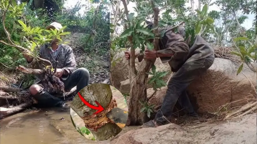 ต้นไม้ 3 ชนิดนี้… ห้ามตัดเด็ดขาด ถ้าคุณรักความสงบในบ้าน!