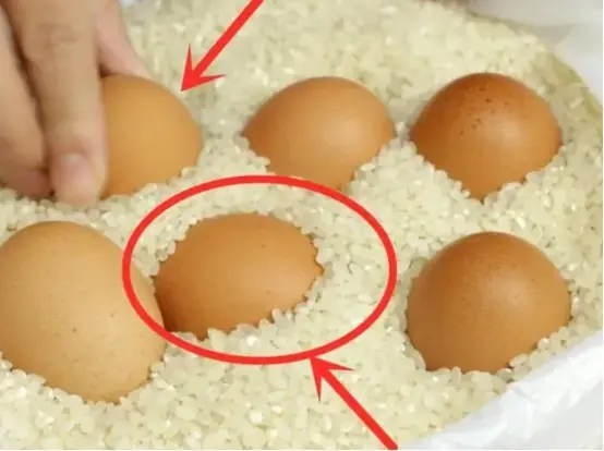 หัวข้อ: “เทคนิคเก็บไข่ให้สดนาน 6-8 เดือน: ใส่ไข่ในกล่องข้าว แล้วได้อะไร?”