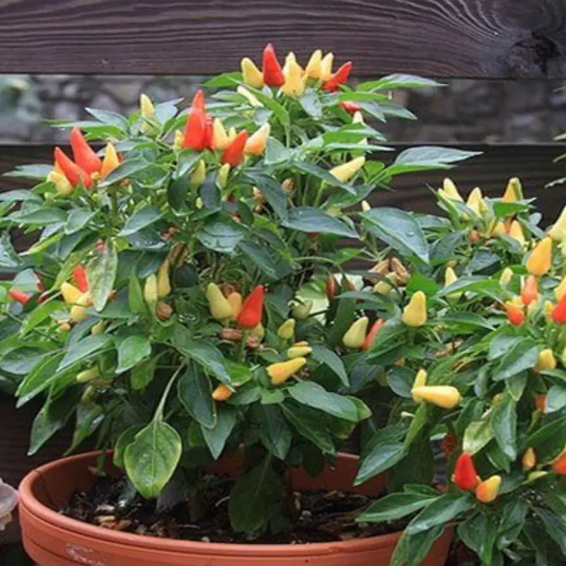 ปลูกพริกไว้กินเองได้ง่าย ๆ จากเมล็ดในครัว แค่ 2 เดือนก็เก็บกินได้จริง