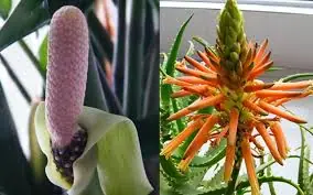 เห็นได้แค่ “3 ชาติ” ถึงจะได้เห็น 4 ต้นไม้มงคลนี้ออกดอก!