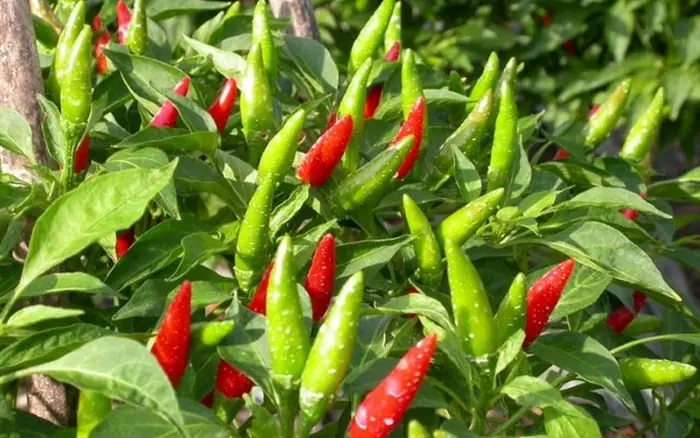 5 สมุนไพรพื้นบ้านในครัวและสวนที่ใครๆ ก็มี แก้ปวดหลังได้ผล