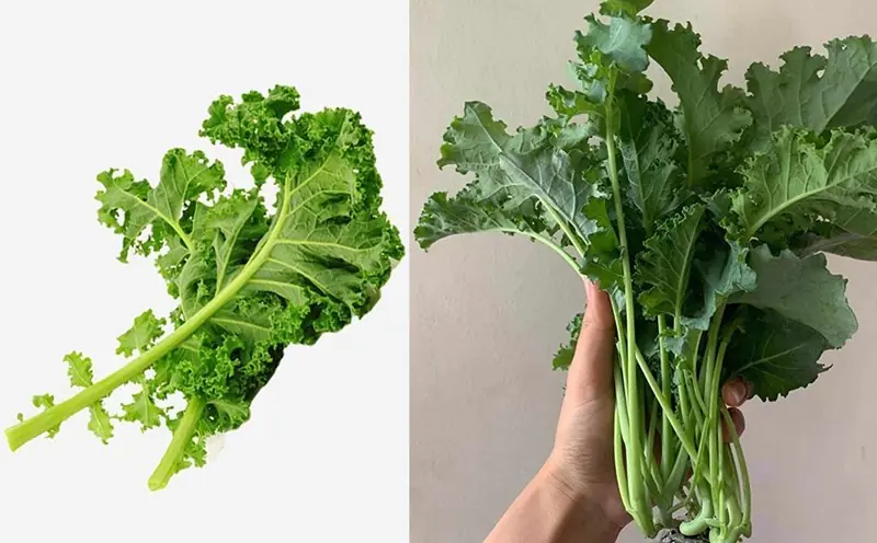 ผัก 9 ชนิดอุดมไปด้วยแคลเซียมมาก แซงหน้านม และน้ำซุปกระดูก ไม่รู้กินเปล่าๆ