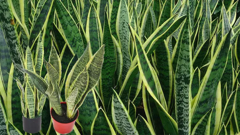 อย่าปลูก 5 ต้นพืชนี้ เพราะมันเป็น 'บ้านในอุดมคติ' ของงู...