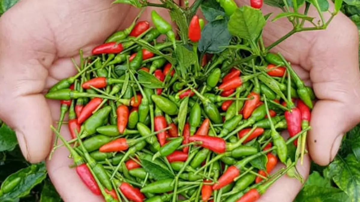 ปลูกพริกอย่ารดแค่น้ำเปล่า ใช้สิ่งนี้ช่วยให้พริกดกเต็มต้น ลูกใหญ่ทุกเม็ด