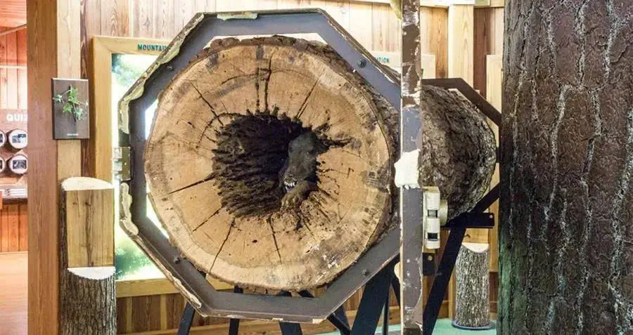 “สตัคกี้” – สุนัขผู้ซื่อสัตย์ที่ติดอยู่ในต้นไม้ และกลายเป็นมัมมี่ธรรมชาติหลังจากผ่านมาเ