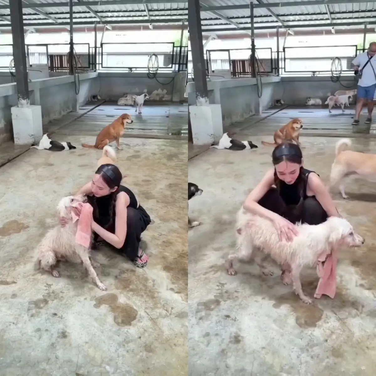 "อั้ม พัชราภา" ภาพอาบน้ำให้น้องหมาจร 130 ตัว "พี่เอ ศุภชัย" เล่าเรื่องสุดซึ้งของนางเอกสาว