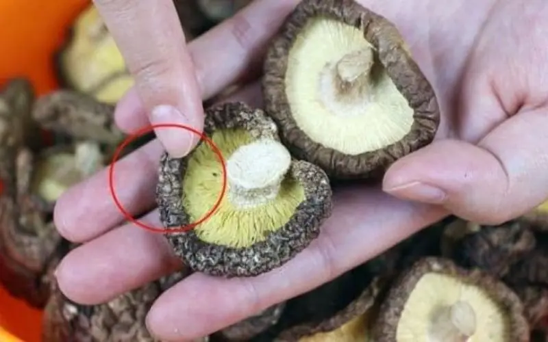 ประเทศไทยมี ‘ย.าวิเศษ’ ต้านมะ.เร็.ง ช่วยยืดอายุ แค่ไปตลาดก็เห็นได้ง่าย ๆ