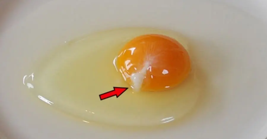 ตอกไข่ออกมาแล้วเห็นเส้นสีขาวขุ่นติดกับไข่แดง ควรกินต่อหรือทิ้งไปดี?