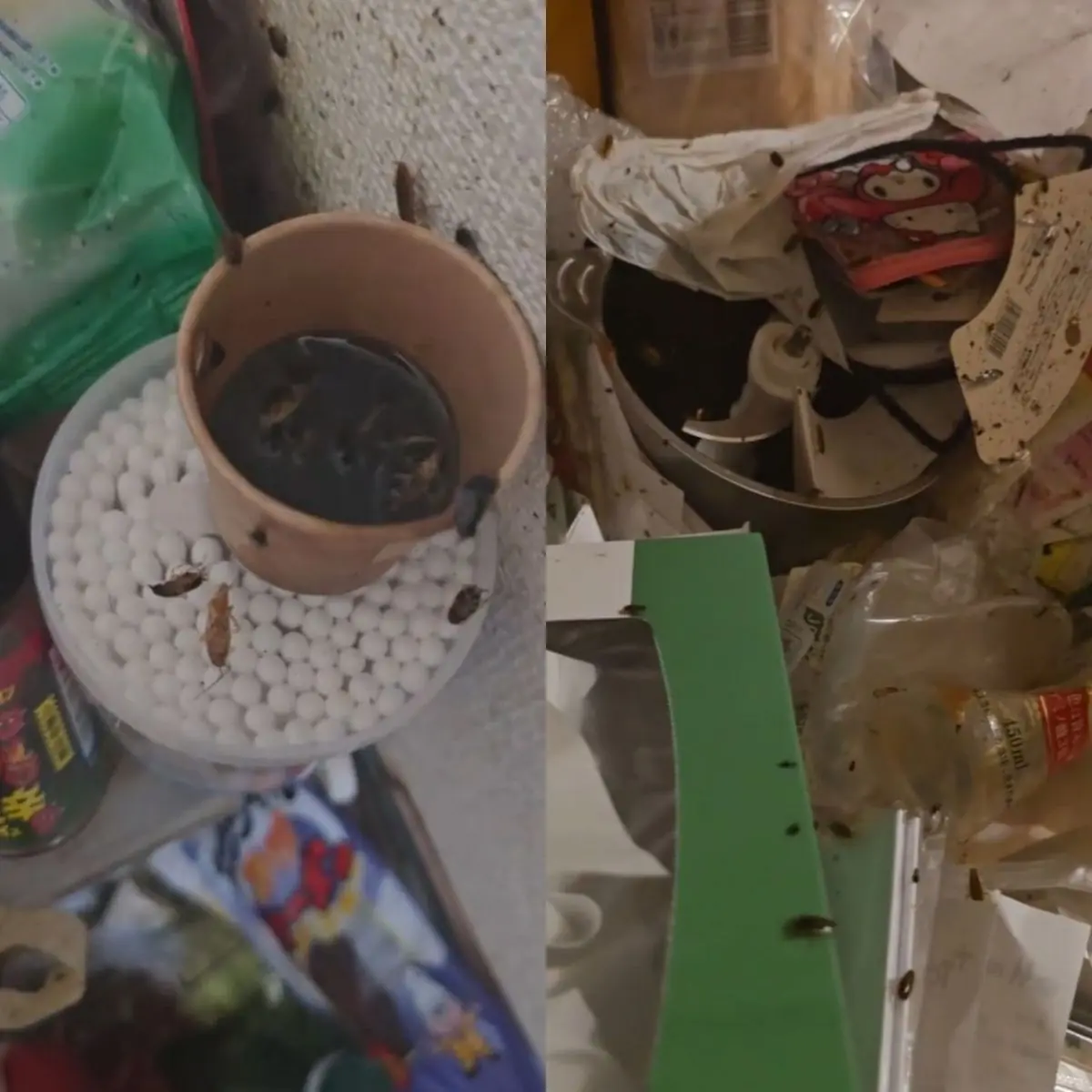 ติ๊กต็อกเกอร์สาว ถูก.บัง.คับย้ายออก หลังห้องกลายเป็นรังแมลงสาบ สภาพสุดช็อก