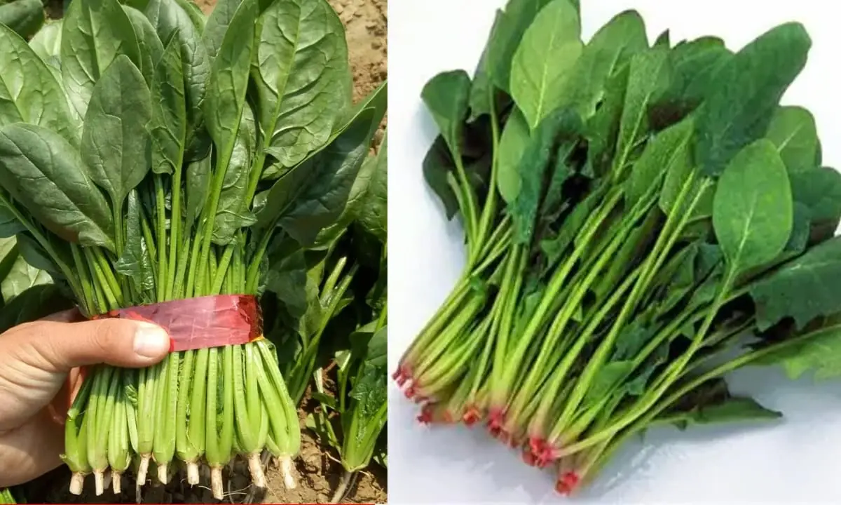 แม้จะเป็น “ผักโขม” เหมือนกัน แต่ “รากแดง” กับ “รากขาว” กลับแตกต่างกันมาก ควรรู้ไว้ก่อนซื้อ