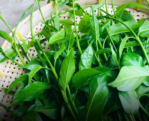 ผักนักฆ่าน้ำตาล สมุนไพรไทย 1 ชนิดที่เบาหวานกลัว นักวิจัยญี่ปุ่นยกย่องสรรพคุณ