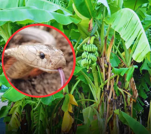 เปิด 5 ต้นไม้ ดึงดูดงูเข้าบ้านได้ง่าย คุ้นตาคนไทยชอบปลูก มีอยู่หลายบ้าน ควรระวัง