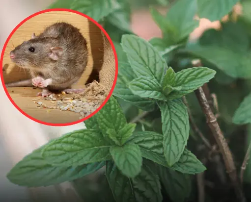 ใบไม้ที่ "หนู" ไม่ชอบ เคล็ดลับไล่หนูด้วยกลิ่นธรรมชาติ ไม่ต้องฆ่าสัตว์ตัดชีวิต
