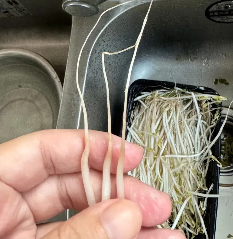 ผัก 4 ชนิดที่ตลาดมักถูก “ล้างด้วยสารเคมี” เพื่อให้ดูสวยงาม พ่อค้าไม่กล้ากิน แต่หลายคนก็ชอ