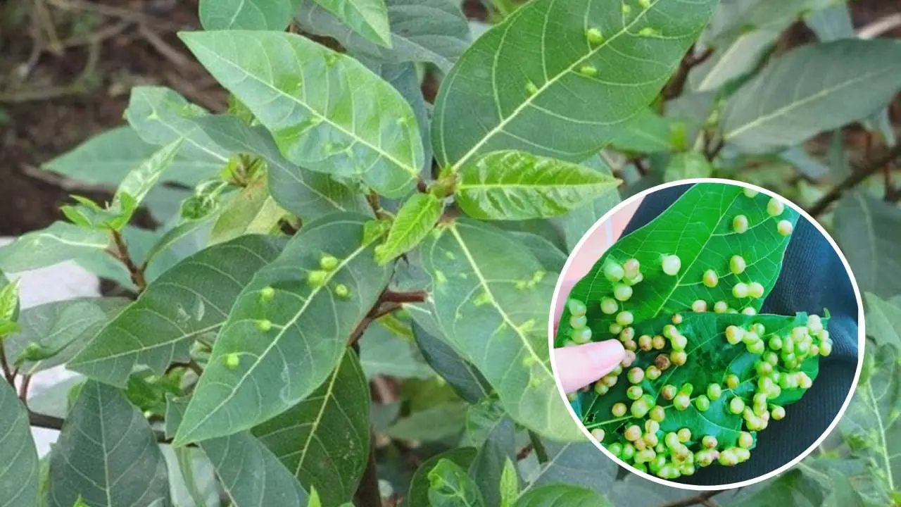 สรรพคุณวิเศษจากใบมะเดื่อ: สมุนไพรล้ำค่าในสวนหลังบ้านของคุณ