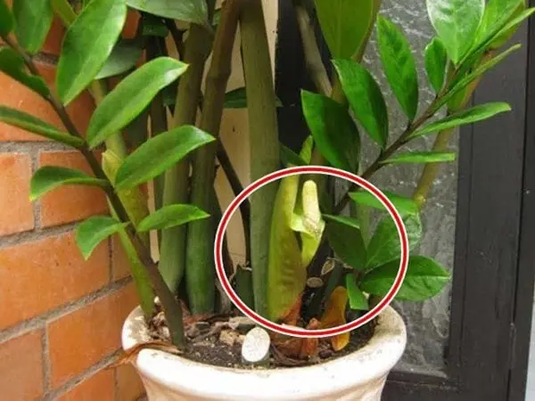 มีต้นไม้ 3 ชนิดนี้ในบ้าน ต่อให้ขายบ้านใช้หนี้ก็ไม่พอ หลายคนแห่ปลูก แต่ยิ่งปลูกกลับยิ่งจน