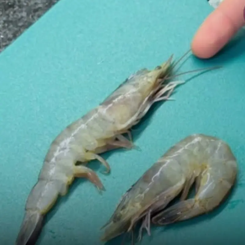 ไปตลาดซื้อกุ้ง อย่าสับสนระหว่าง “กุ้งตรง” กับ “กุ้งโค้ง” เพราะความต่างมีผลต่อความสดและคว