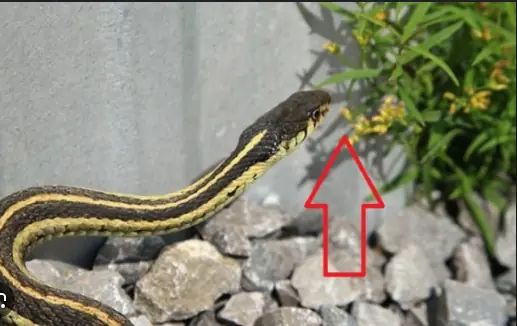 3 ไม้ดอก ที่ทำให้ "งูหวาดกลัว" ไม่กล้าเลื้อยเข้าบ้าน แค่ปลูกไว้รั้วบ้านก็ได้ผล!