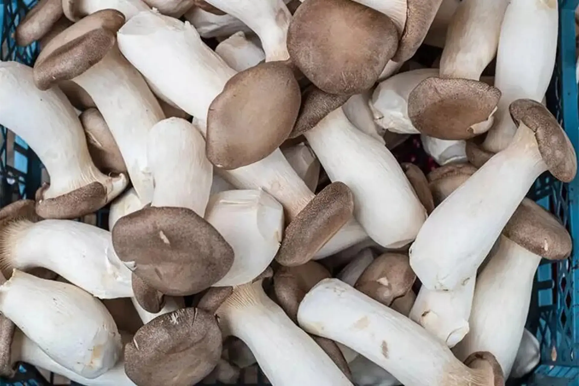 เห็ดชนิดหนึ่งที่ถูกขนานนามว่าเป็น ‘หอยเป๋าฮื้อเจ’ ดีต่อระบบภูมิคุ้มกันและหัว.ใจ