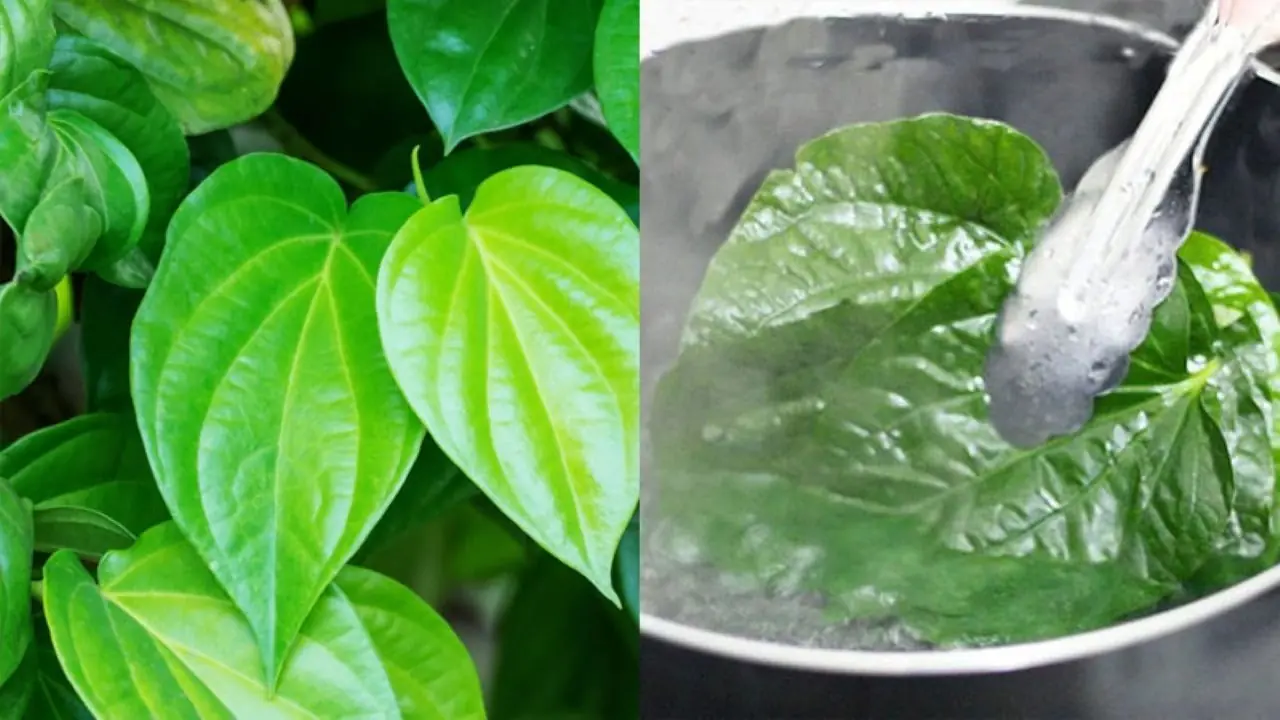 ใบพลูมีสรรพคุณรักษาโรค 5 ประการที่มีประโยชน์อย่างยิ่ง