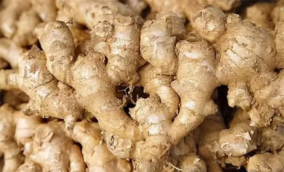 วิธีเก็บขิงให้อยู่ได้นานครึ่งปี ไม่เน่า ไม่เสีย!