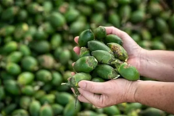 แพทย์เตือน! ผลไม้ 4 ชนิดที่ “เลี้ยงเซลล์ม.ะเ.ร็.ง” ห้ามกินเด็ดขาด แม้จะราคาถูกแค่ไหนก็ตาม!