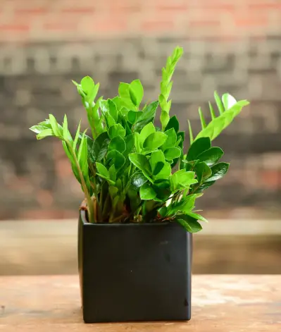 อาจารย์ฮวงจุ้ยเตือน! “กวักเงินกวักทอง” ไม่ได้เหมาะกับทุกคน ปลูกผิดดวง มีแต่ซวย เงินหายหมด