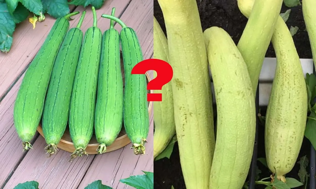 ควรเลือกมะระที่มีเปลือกสีเขียวเข้มหรือเขียวอ่อนดี? มาฟังคำแนะนำจากพ่อค้าแม่ค้าเพื่อเลื