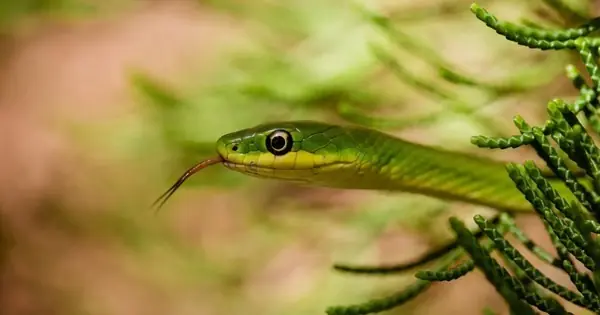 พืช 5 ชนิดที่ล่อให้งูเข้าบ้าน หากปลูกต้องระวังให้ดี!