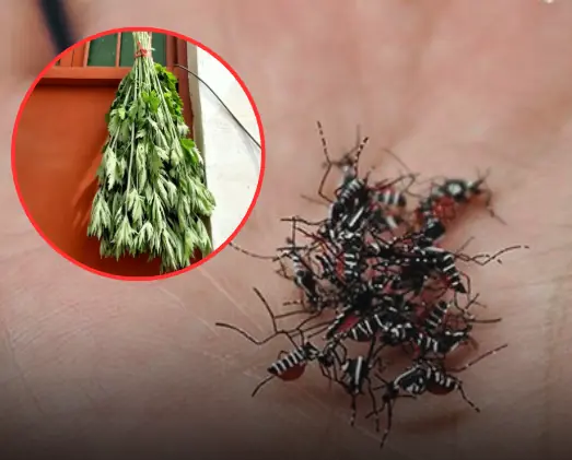 แขวน “ใบไม้นี้” ไว้หน้าบ้าน ยุงและแมลงหนีหาย บ้านหอมสดชื่นทั้งวัน!