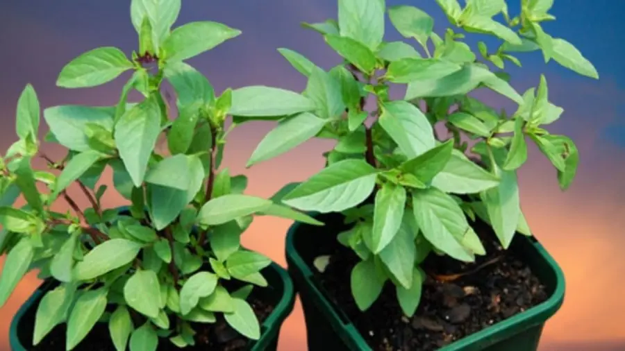 ทำไมควรปลูกต้นโหระพาในกระถางไว้ในบ้าน