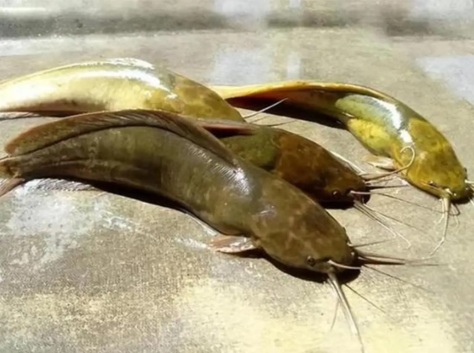 4 ชนิดปลาที่เต็มไปด้วย “ปรสิต”!  แม่ค้าขายปลายังไม่กล้ากินเอง อย่าซื้อเพราะเห็นว่าถูกเด็ด