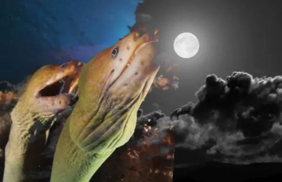 ทำไมผู้สูงอายุจึงห้ามกินปลาไหลเหลือง?