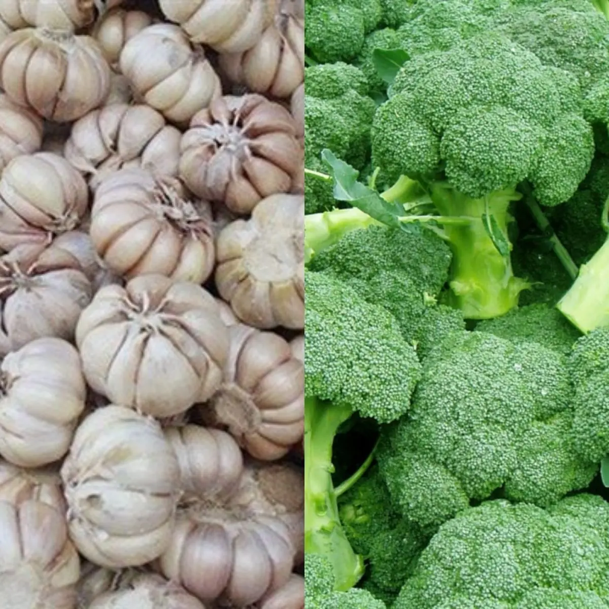 คนส่วนใหญ่มีเ.ชื้.อในตัว! แนะกิน 5 อาหาร ช่วยต้าน "ม.ะ.เ.ร็.งกร.ะเ.พา.ะ" ไทยหาง่ายทุกอย่าง