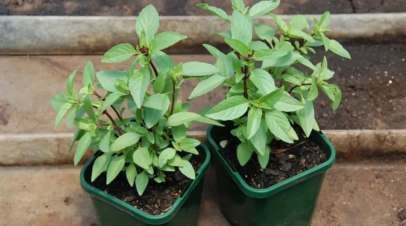 8 พันธุ์ไม้ที่งูเห็นแล้วต้องหนี ปลูกไว้รอบบ้าน งูไม่กล้าเข้าใกล้!