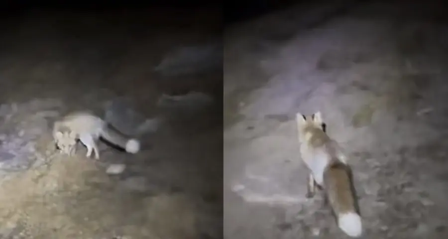 หนุ่มหลงป่าบนเขาศักดิ์สิทธิ์! จิ้งจอกปริศนานำทางรอดชีวิต จุดกระแสฮือฮาทั้งโซเชียล