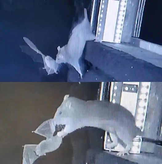 หนูบ้าน “ล่าค้างคาวกลางอากาศ” ครั้งแรกในประวัติศาสตร์! นักวิทยาศาสตร์เยอรมนีเตือนอาจเป็