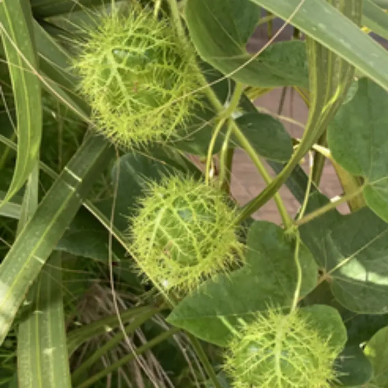 พืชมหัศจรรย์ริมรั้ว! “ต้นไม้ที่ทั้งคนรวยและคนจนต่างตามหา” เพราะคุณค่ามันเกินกว่าที่คิด