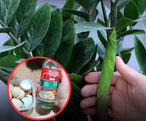 แช่เปลือกไข่กับน้ำส้มสายชู ได้ “ปุ๋ยวิเศษ” ช่วยให้ดอกไม้บานสะพรั่งเต็มกระถาง!