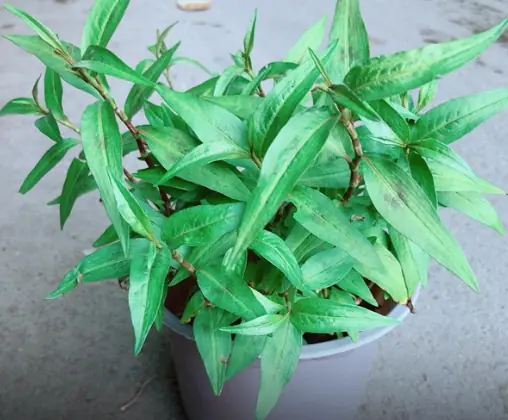 บ้านจะเล็กแค่ไหน ก็อย่าลืมปลูกต้นไม้นี้ไว้ เพราะถ้าไม่ปลูก คุณจะต้องเสียดายแน่