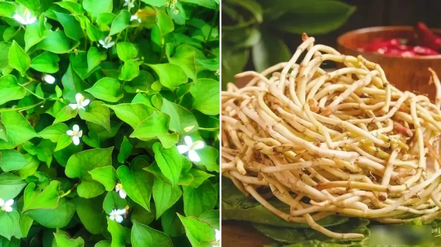 รากผักคาวตองคือ ‘สมุนไพรล้ำค่า’ ที่ให้ประโยชน์มหาศาล หลายคนไม่ควรทิ้ง